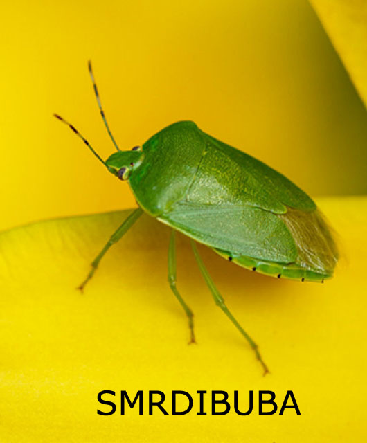 smrdibuba